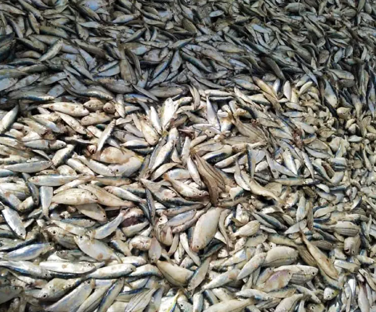 Fresh sardine fish Powder