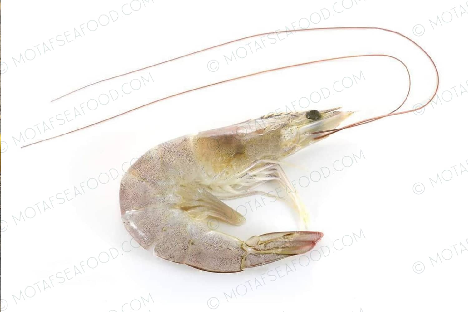 Head on Shell Shripms