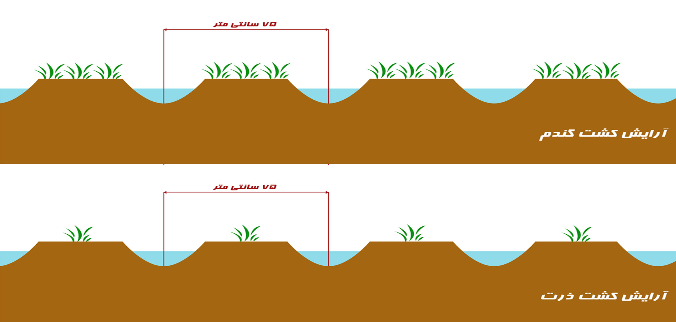 Protective work stack barley seeder (Raizbed)