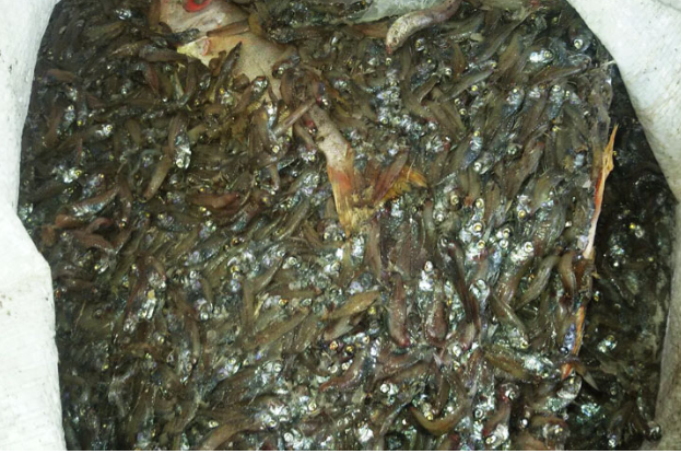 miktofeed fish Powder