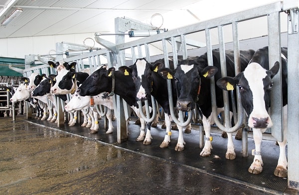 Livestock water desalination plant | Livestock water purification plant