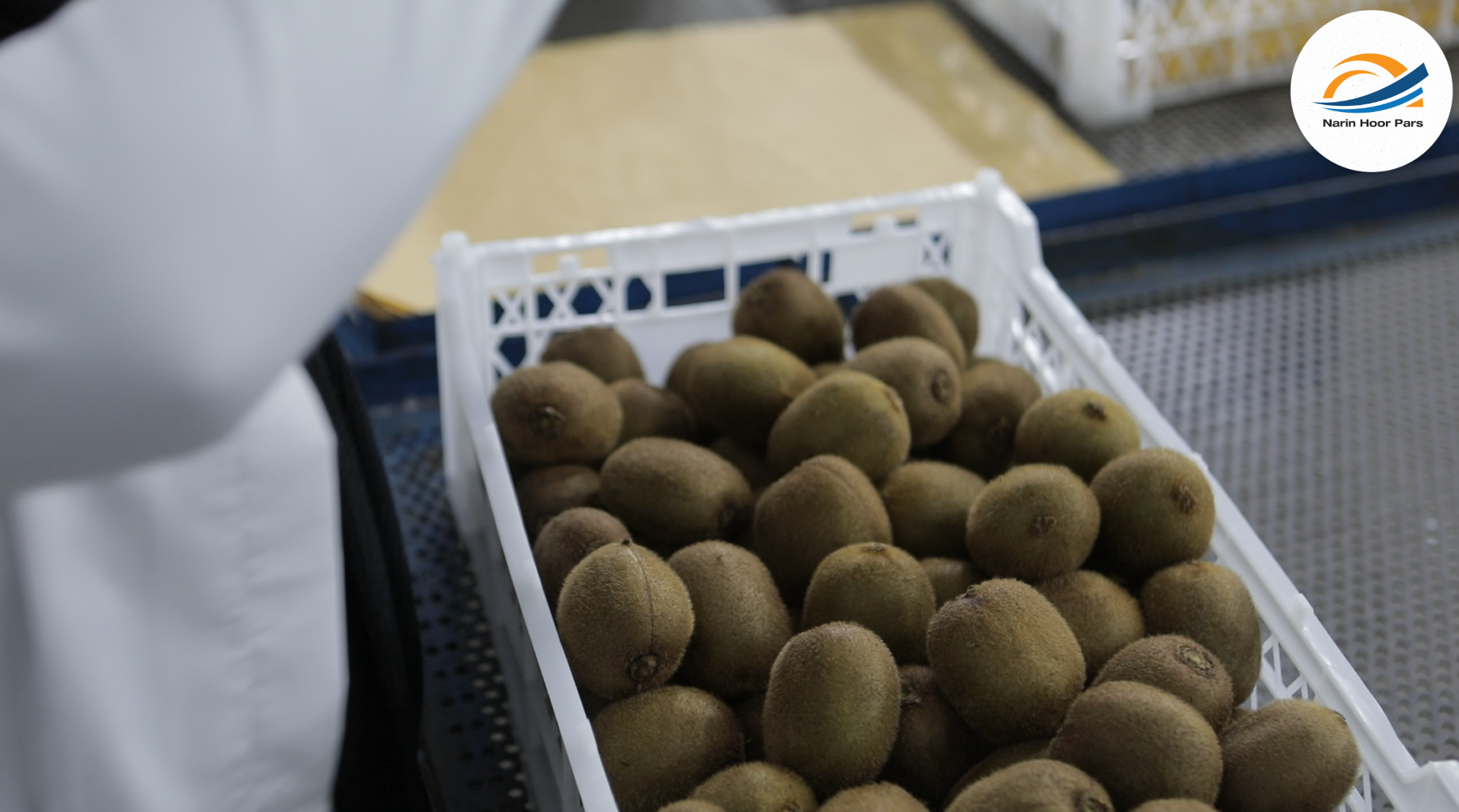 Fresh Kiwi Fruit