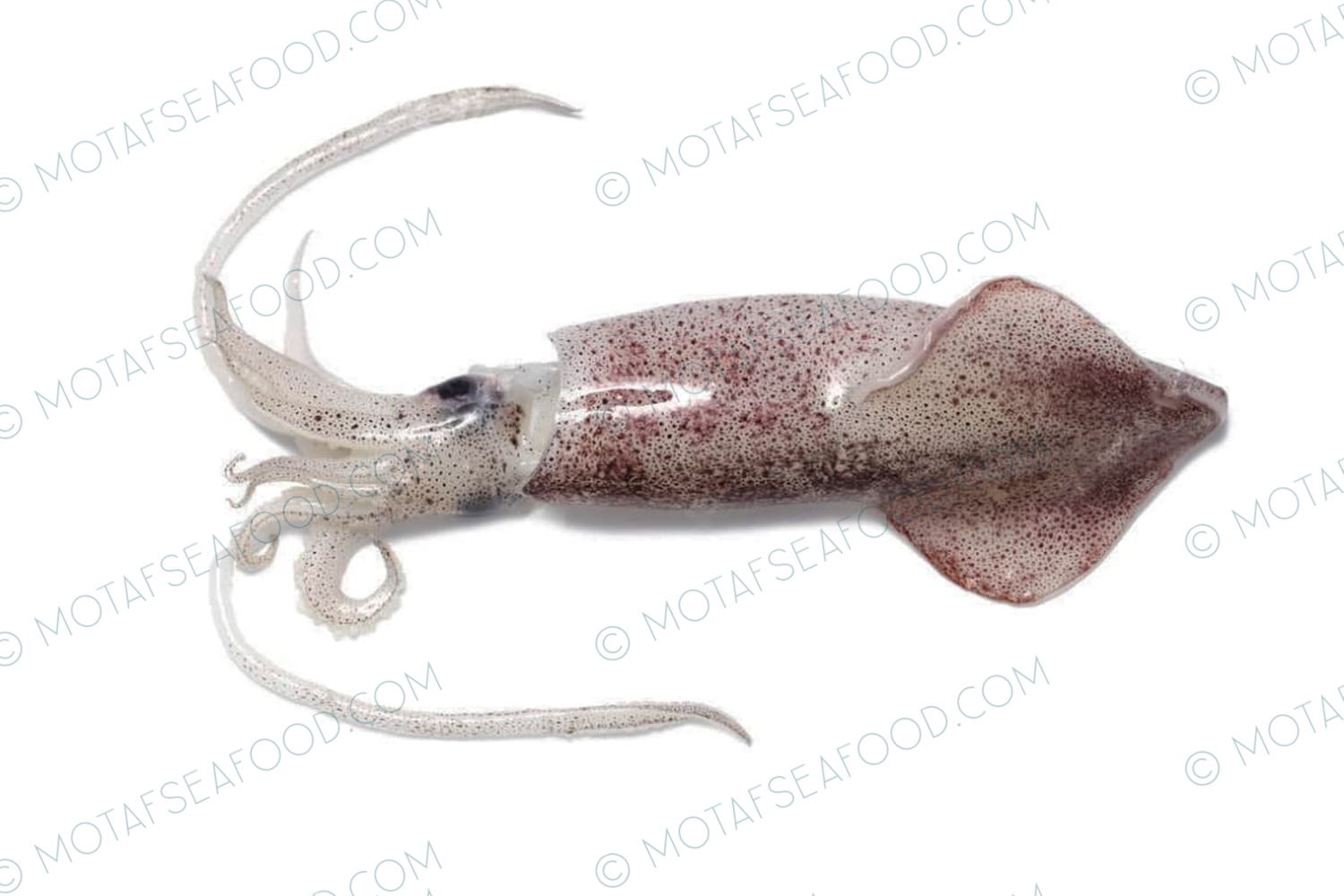 Squid