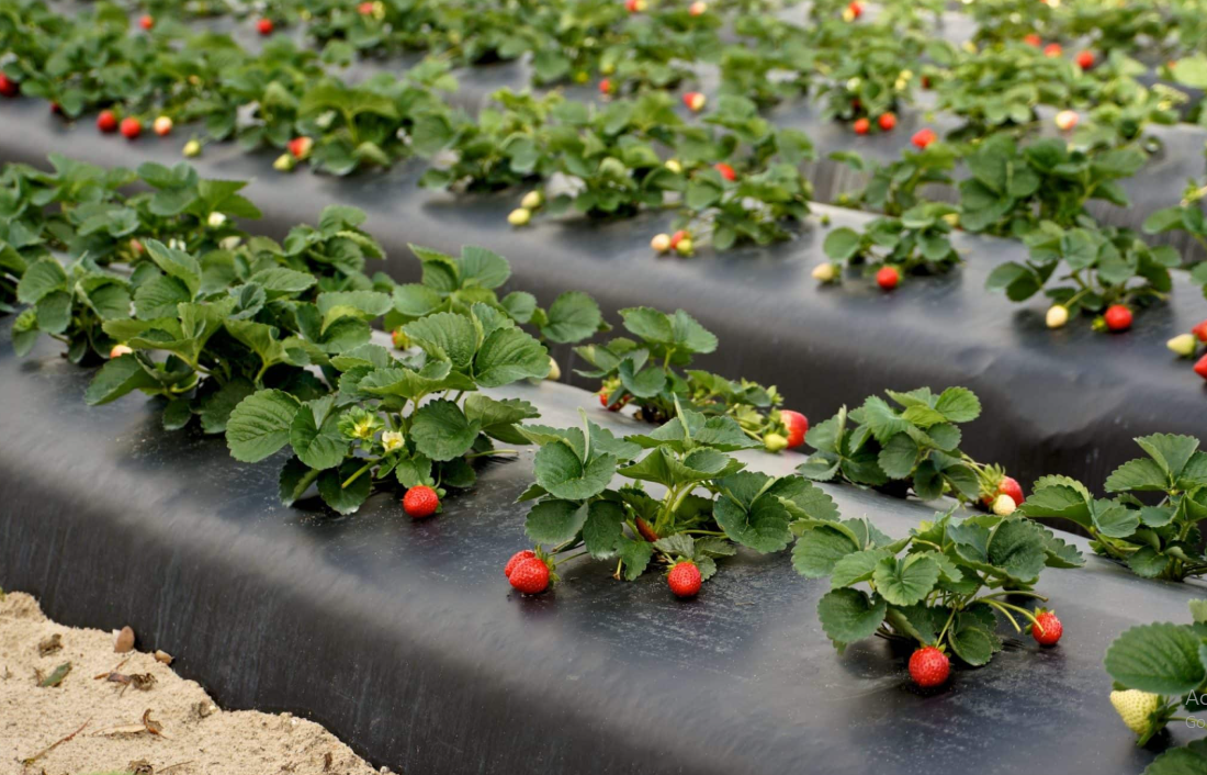 Cucurbits nylons -  Agricultural Greenhouse Nylon