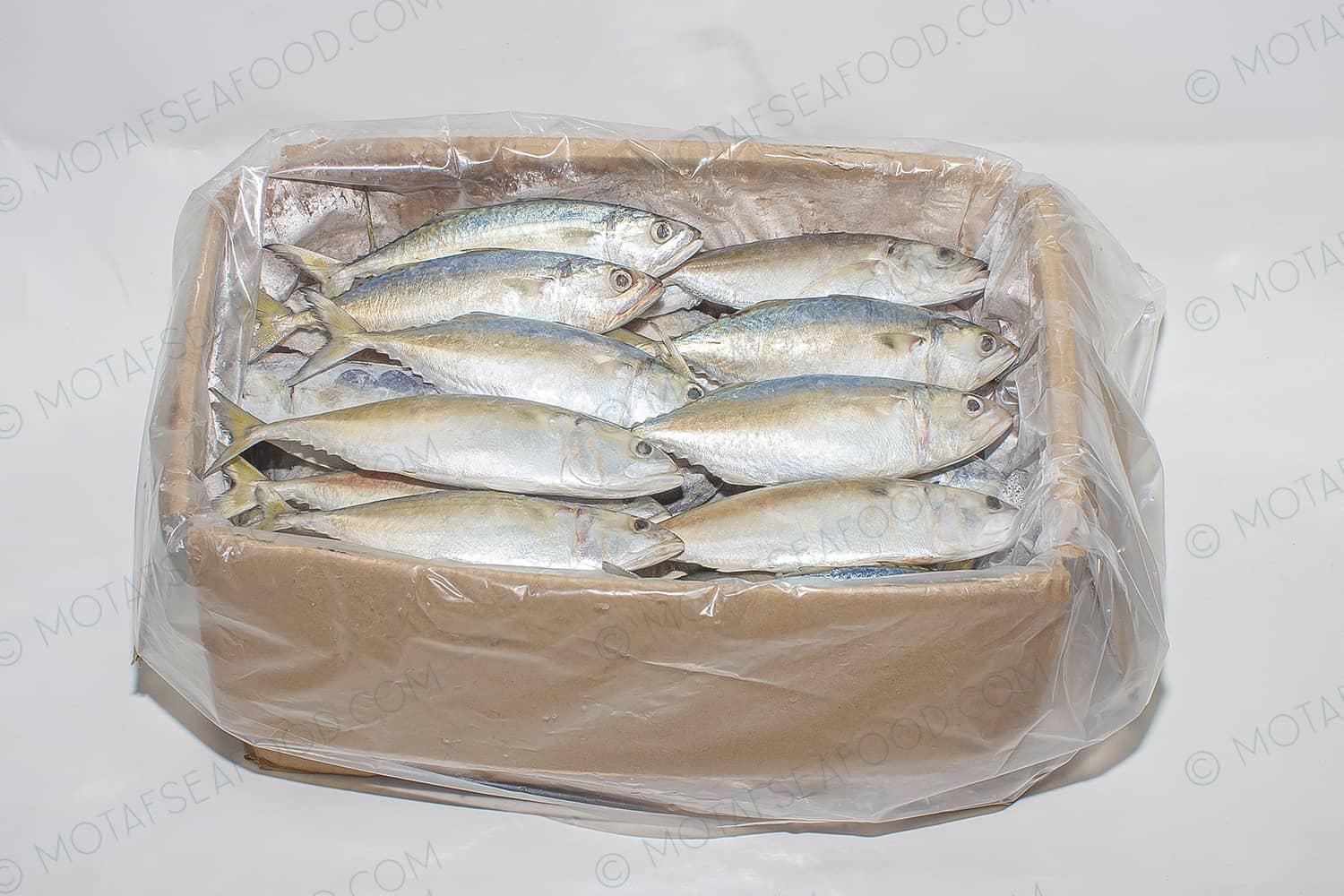 Indian Mackerel or bigmouth mackerel
