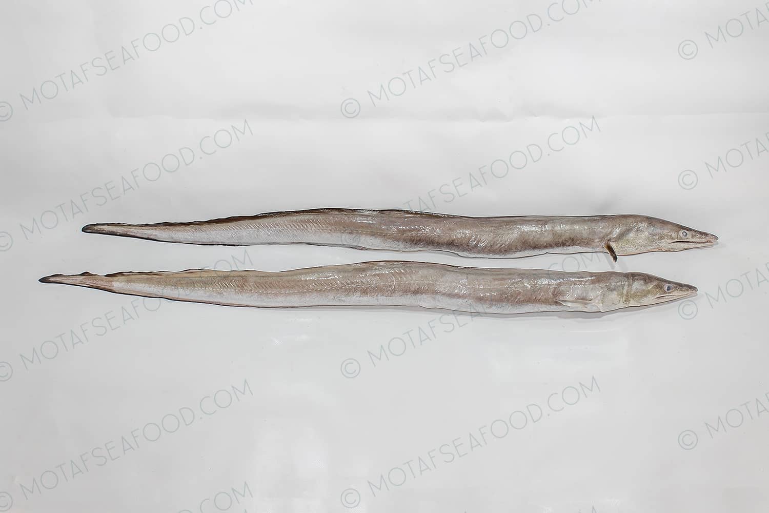 Eel Fish