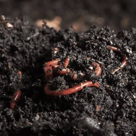 Premium Enriched Organic Vermicompost – High-Quality Organic Soil Conditioner & Natural Fertilizer