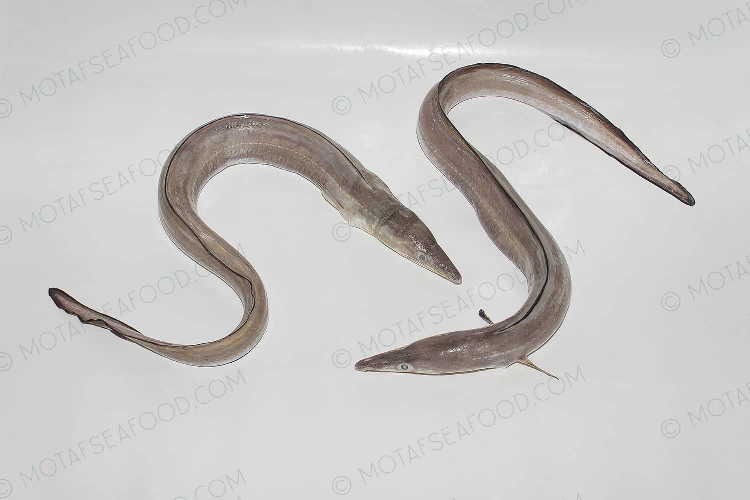 Eel Fish