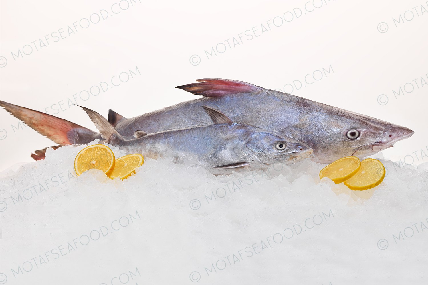Frozen Catfish