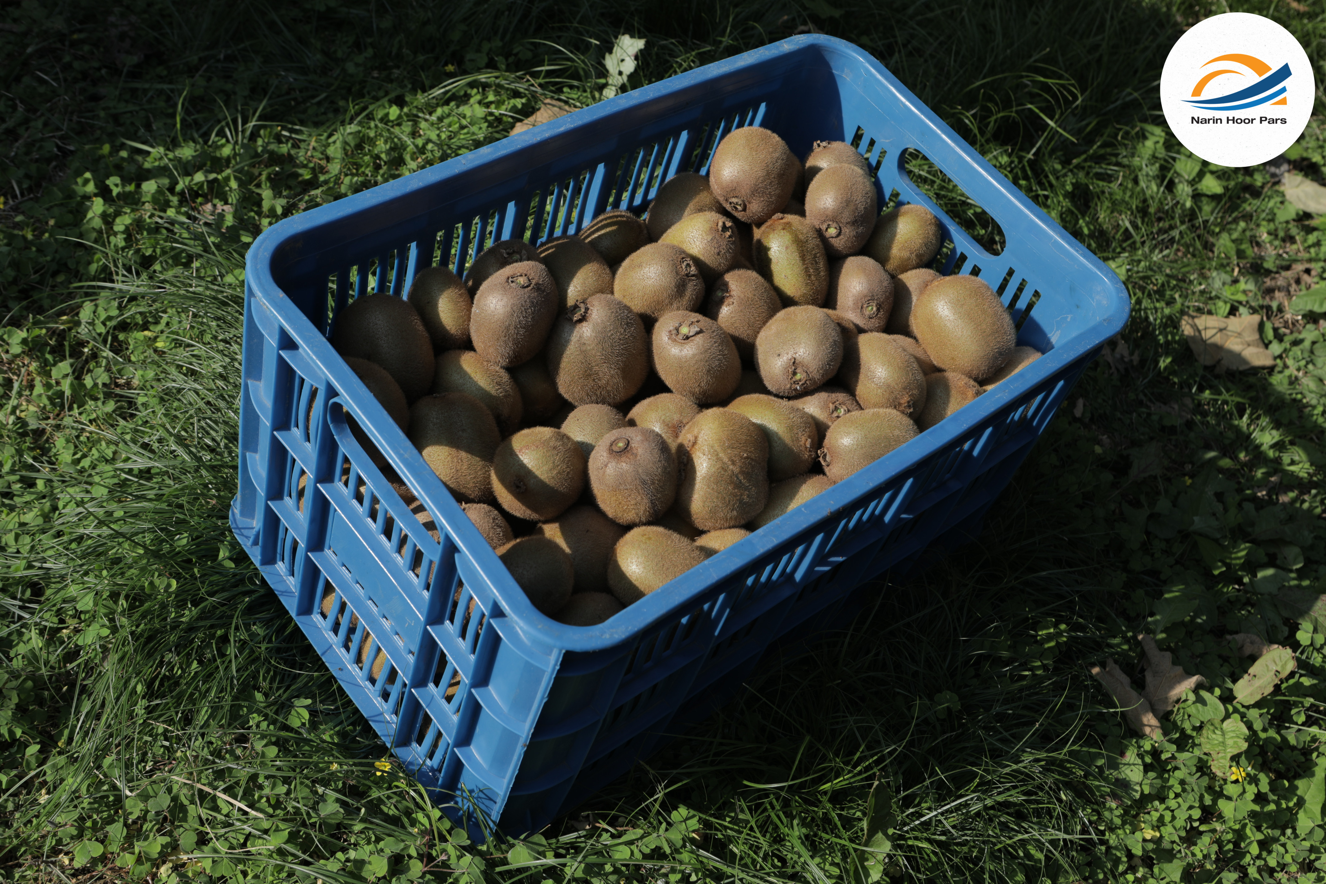 Fresh Kiwi Fruit