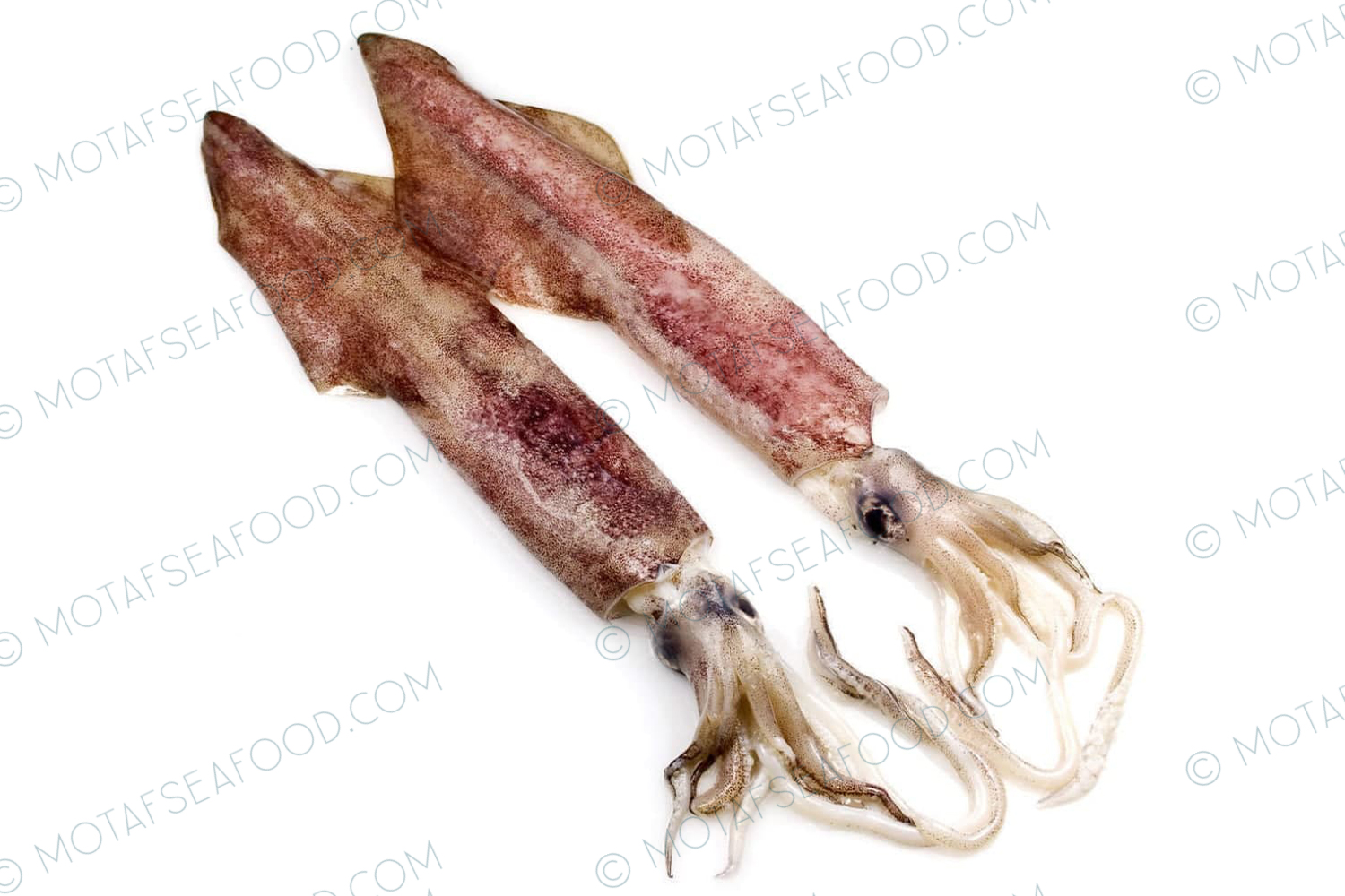 Squid