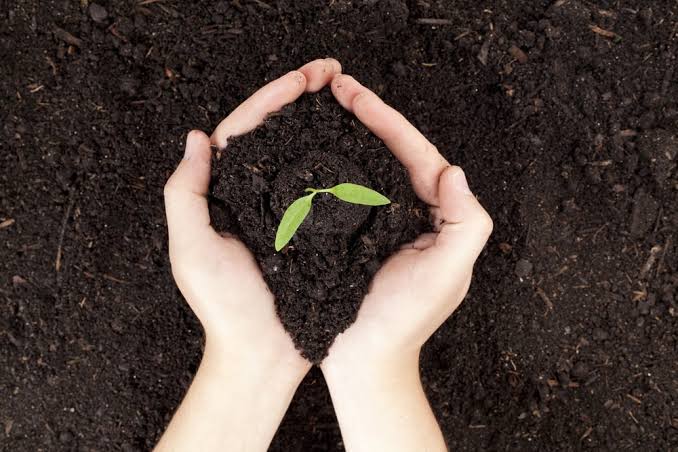 Premium Enriched Organic Vermicompost – High-Quality Organic Soil Conditioner & Natural Fertilizer