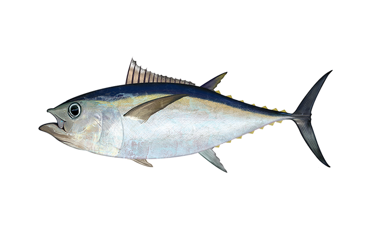 Frozen Bigeye Tuna