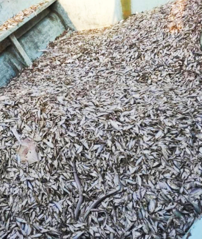 Fresh sardine fish Powder