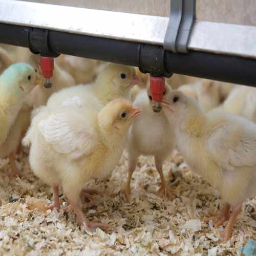 Poultry farm water purifier