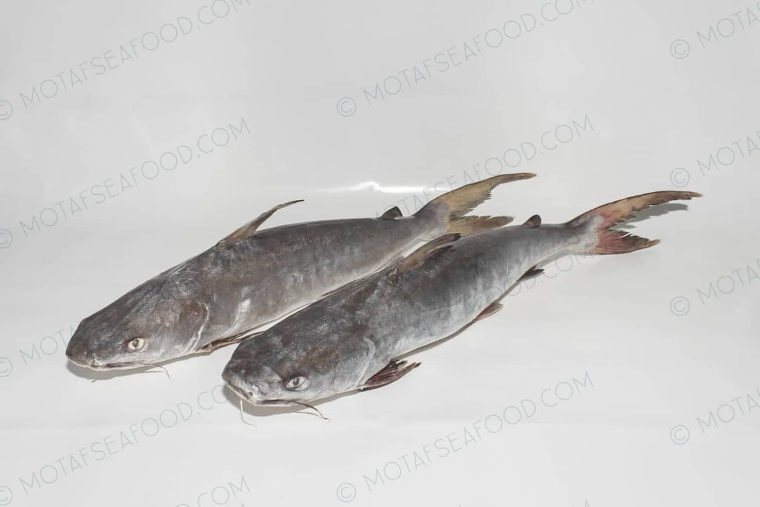 Frozen Catfish