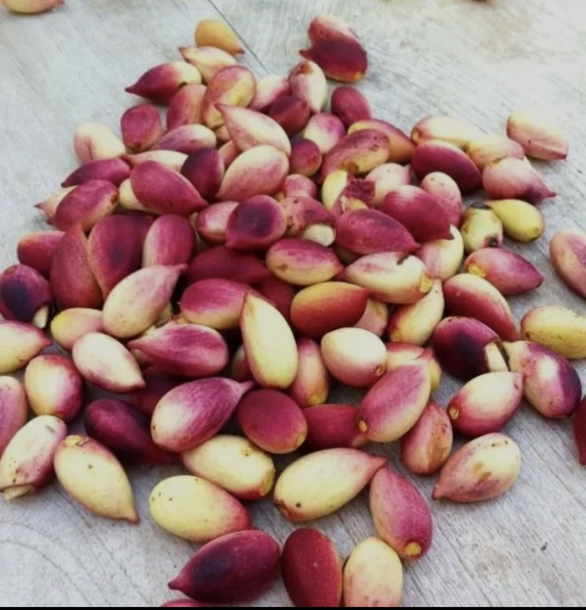 Premium Fresh Raw Pistachio Nuts