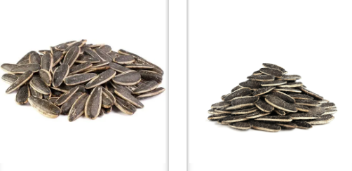 Premium Sunflower Seeds  Grade S300 & S400